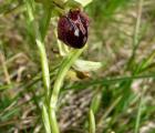 Ophrys_sphegodes_s.jpg